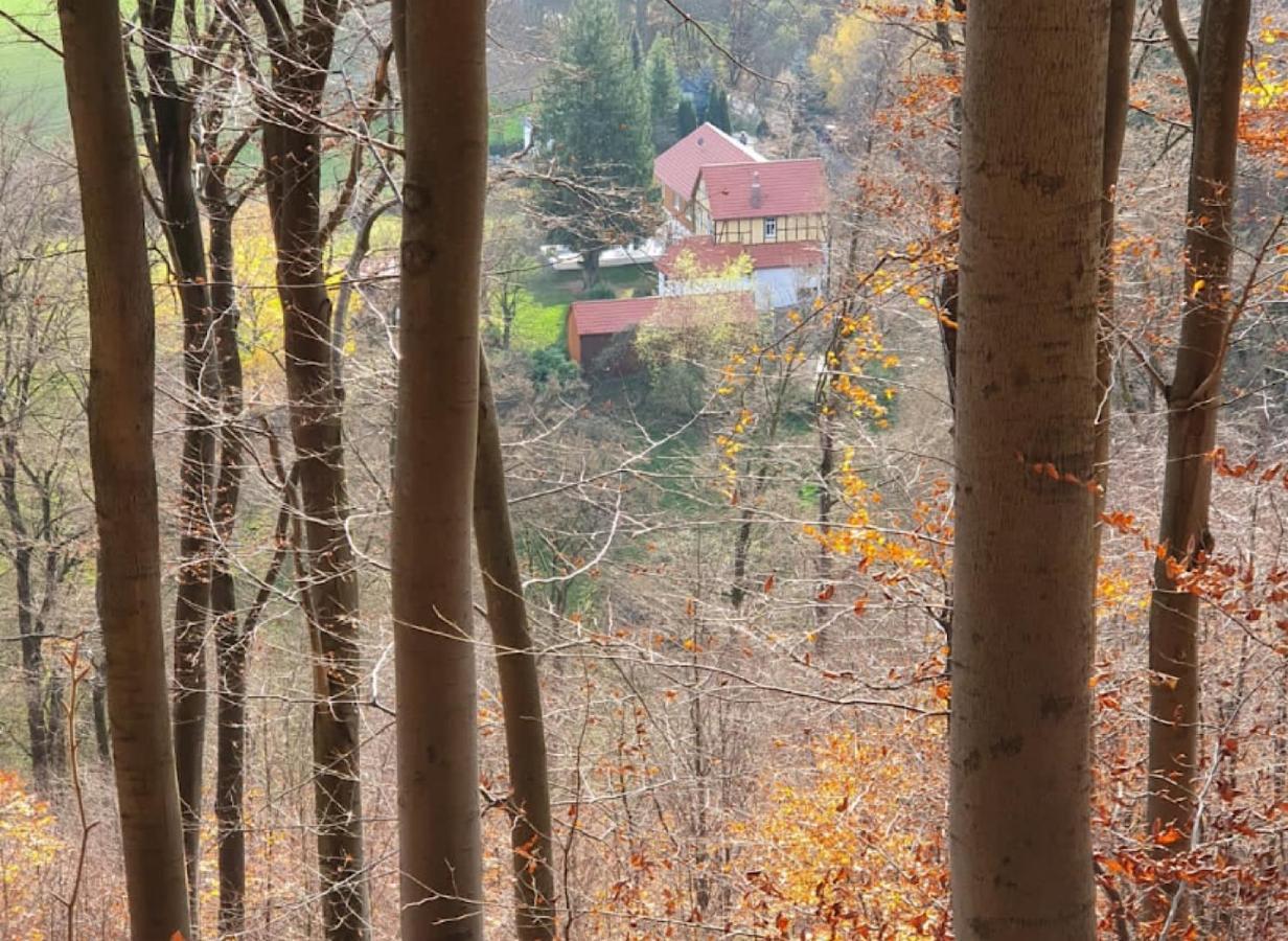 Ferien Langer Grund Mitten Im Wald Bad Pyrmont Exteriör bild
